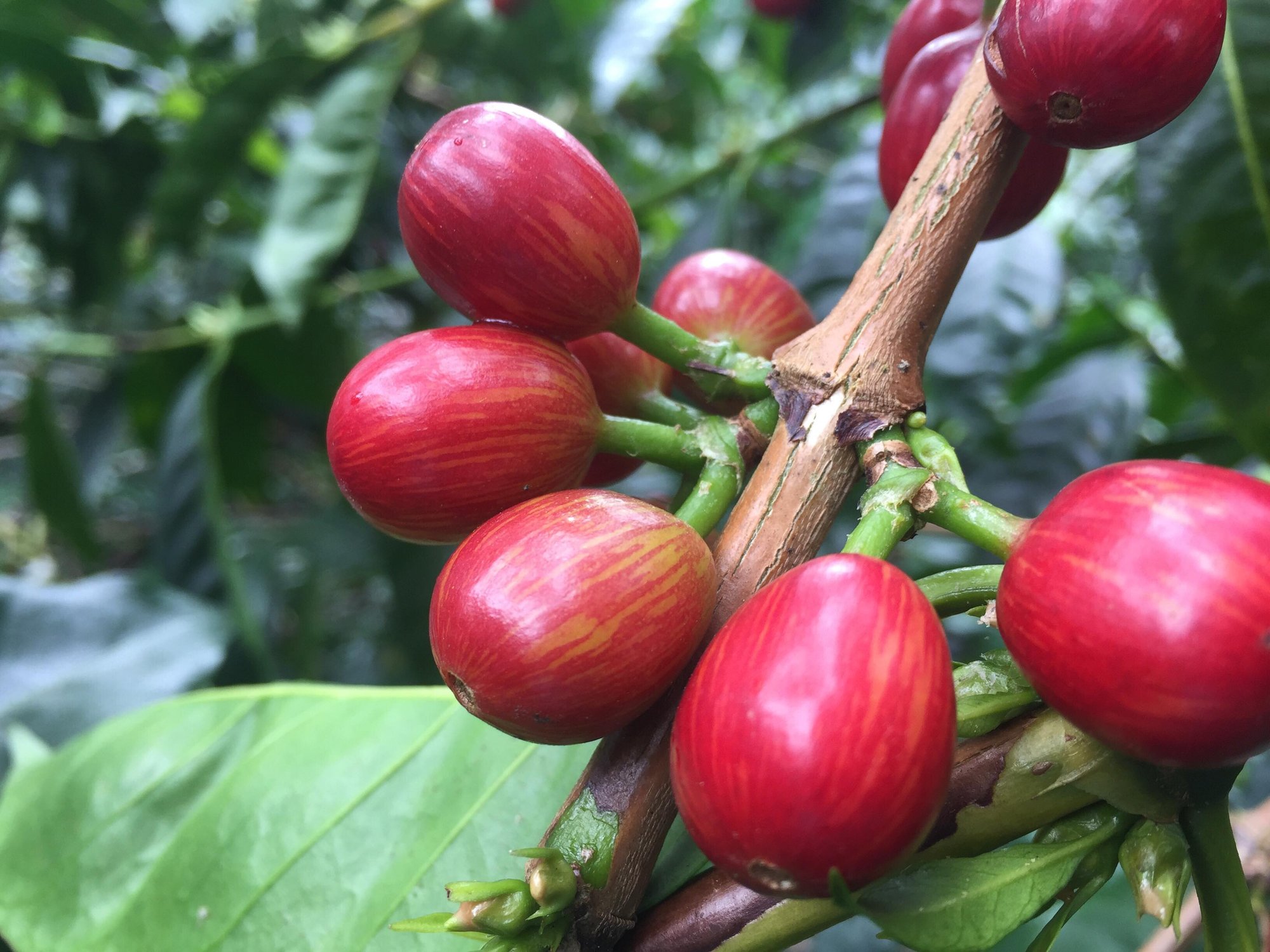 Panama Hacienda La Esmeralda Ethiopian Accessions