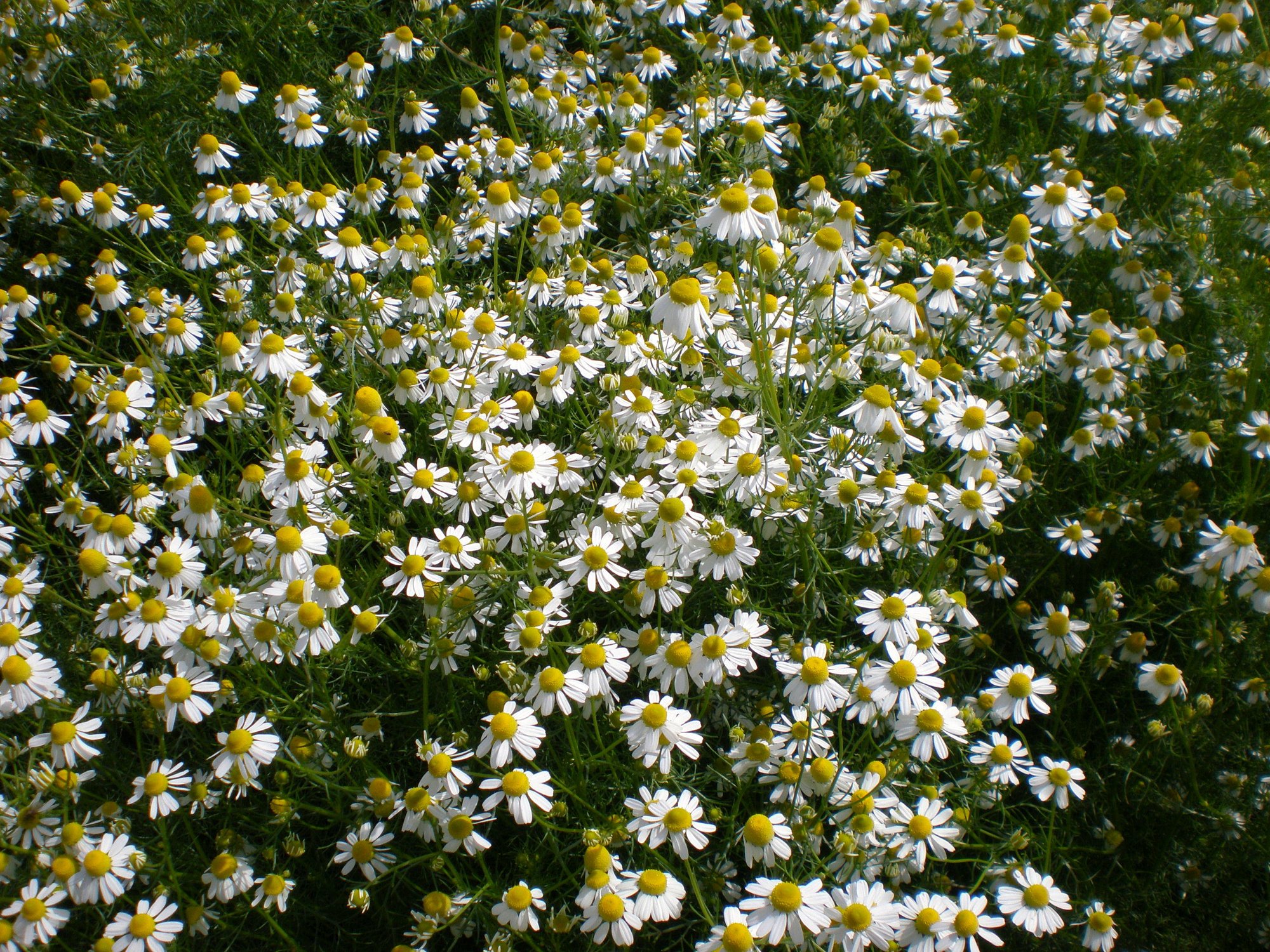 Reinsaat – Kamille, echte (Matricaria recutita)