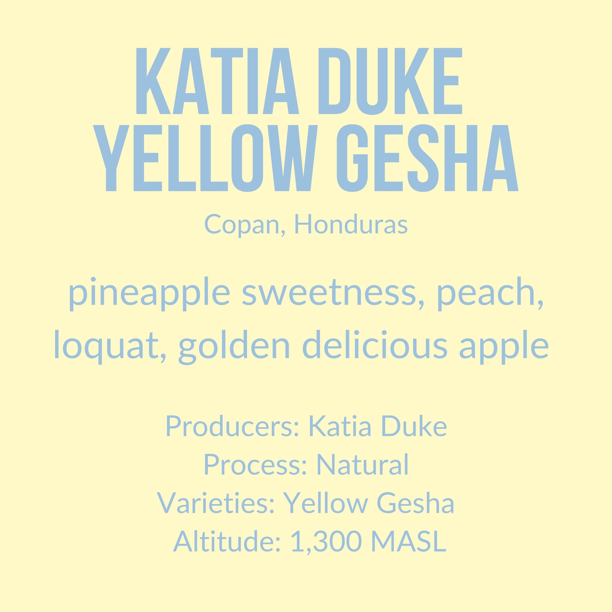 Katia Duke, Natural Yellow Gesha - Honduras