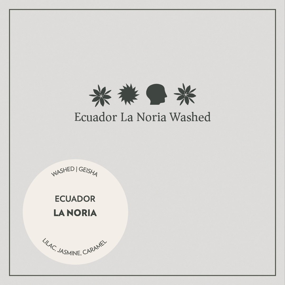 Ecuador - La Noria - Washed Geisha