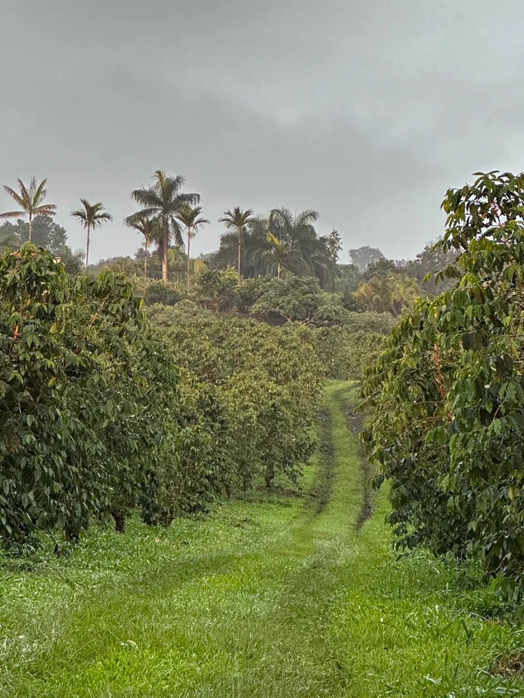 Kona Typica Anaerobic Washed - Darnall Estate