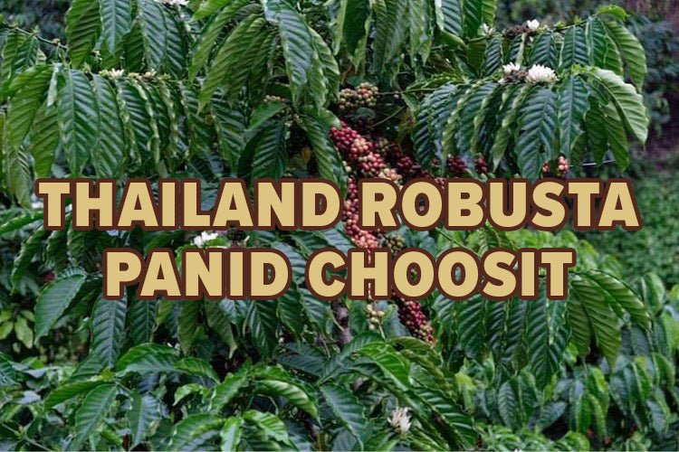 Thailand Robusta - Panid Choosit