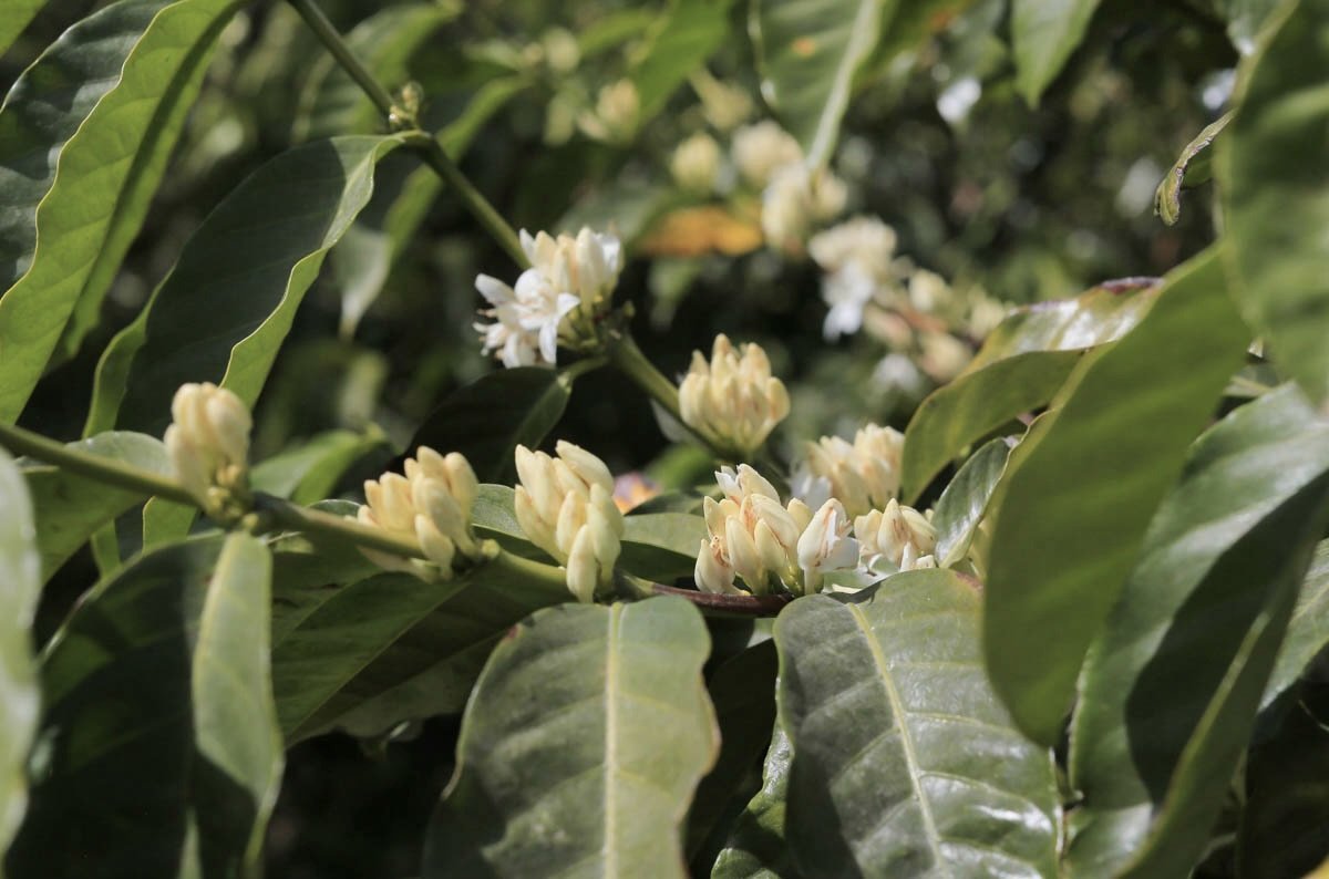 SDBV Java, Guatemala