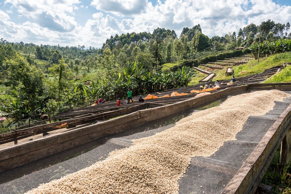 Kenya Rianjagi Embu AA Washed Espresso