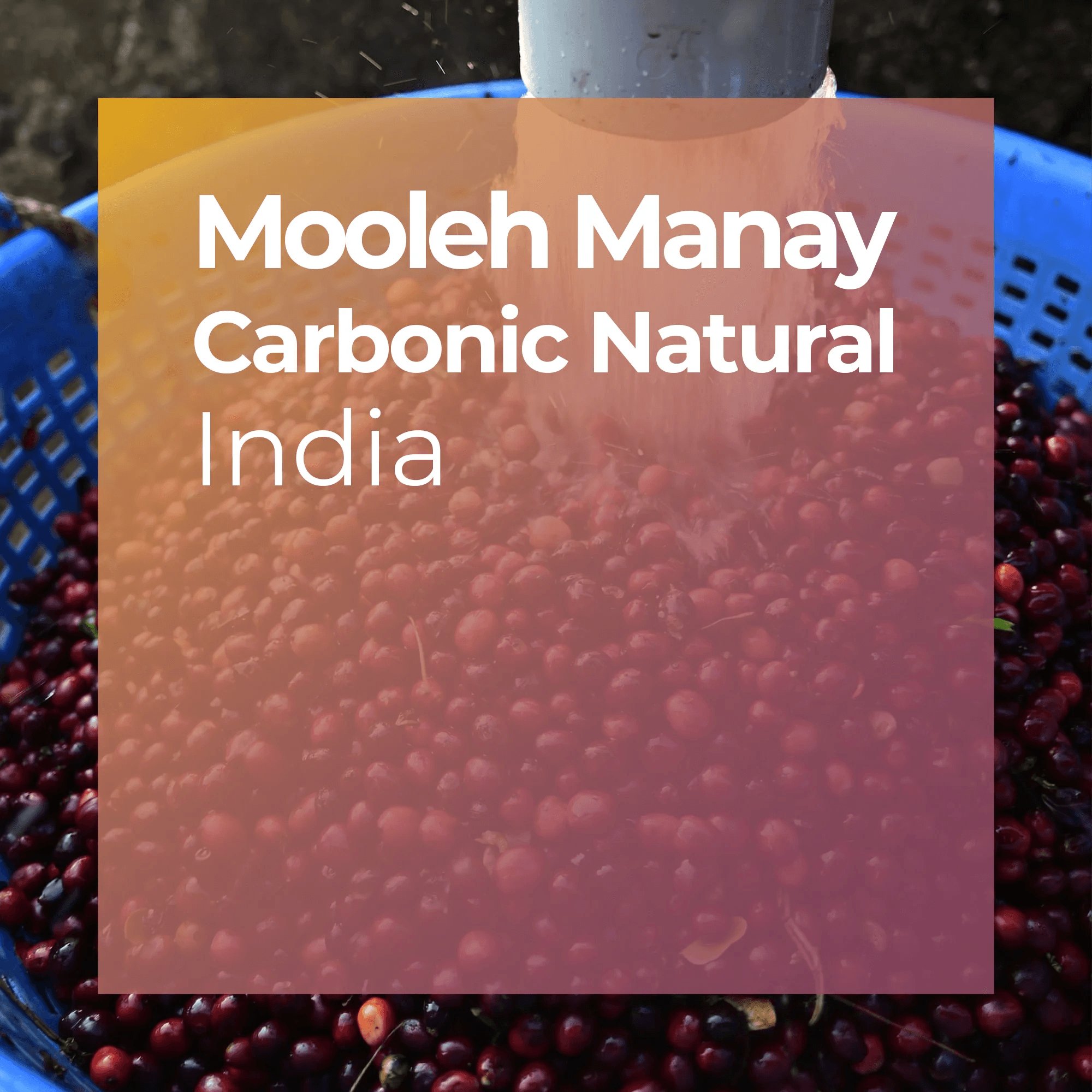 MOOLEH MANAY, Carbonic Maceration Natural