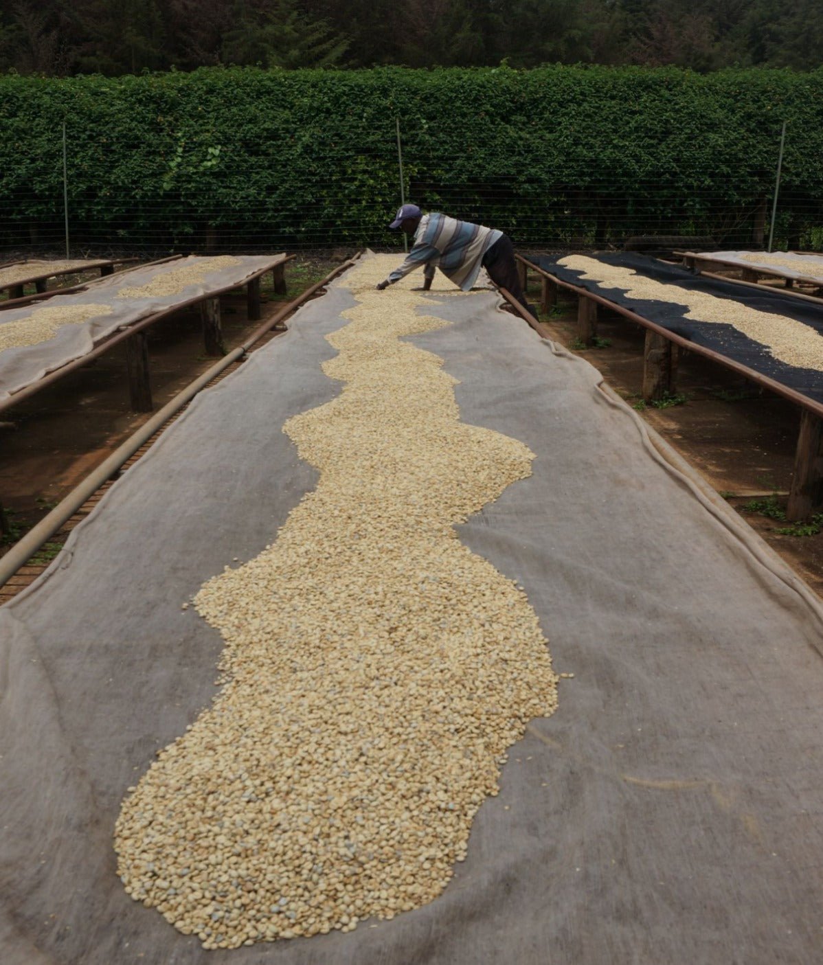 Kenya Jagwan PB Filter
