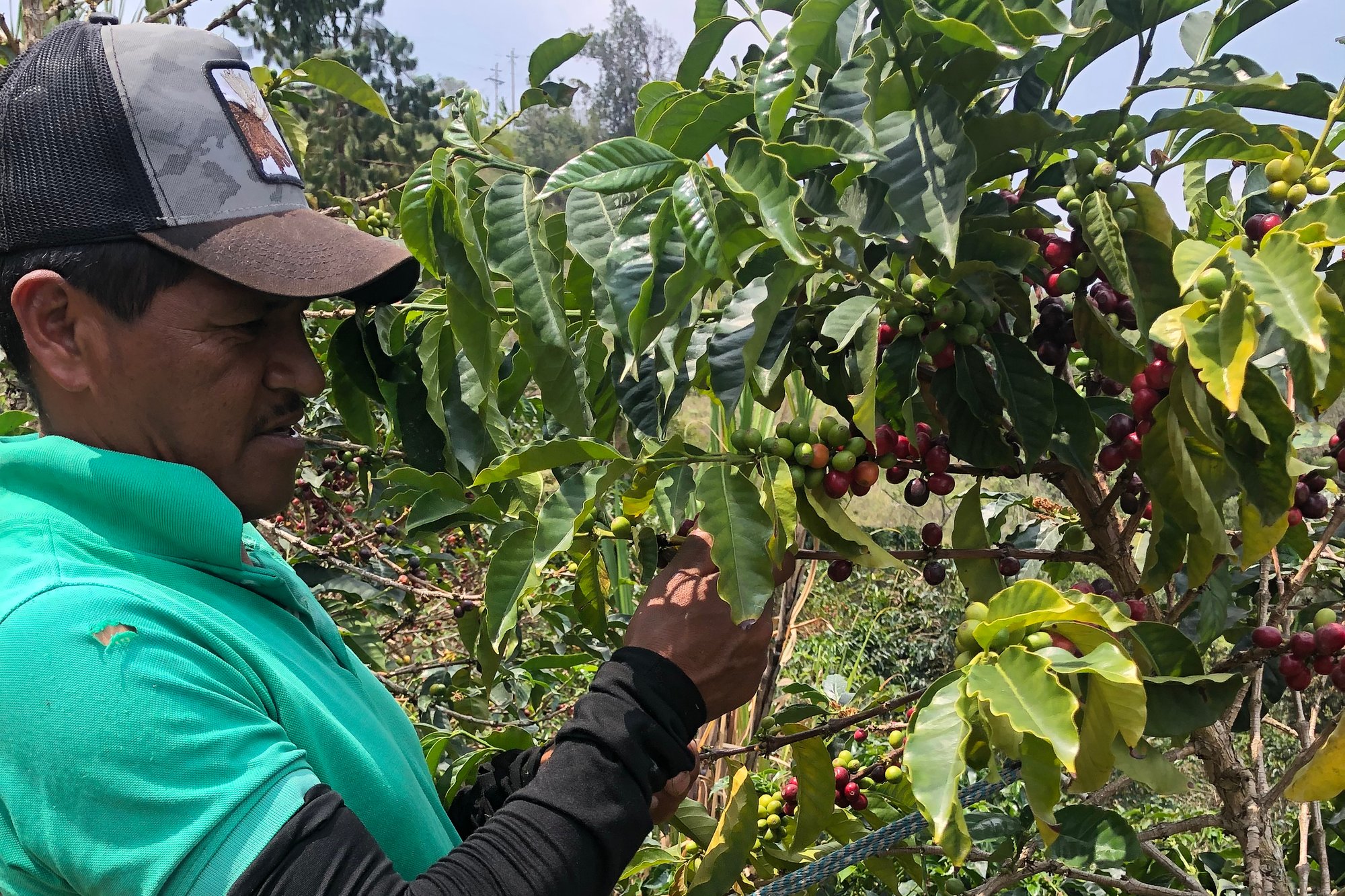 Mandarino Oporapa regional blend