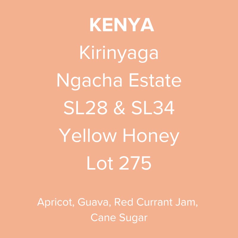 Kenya Kirinyaga Ngacha Estate SL28 & SL34 Yellow Honey Lot 275