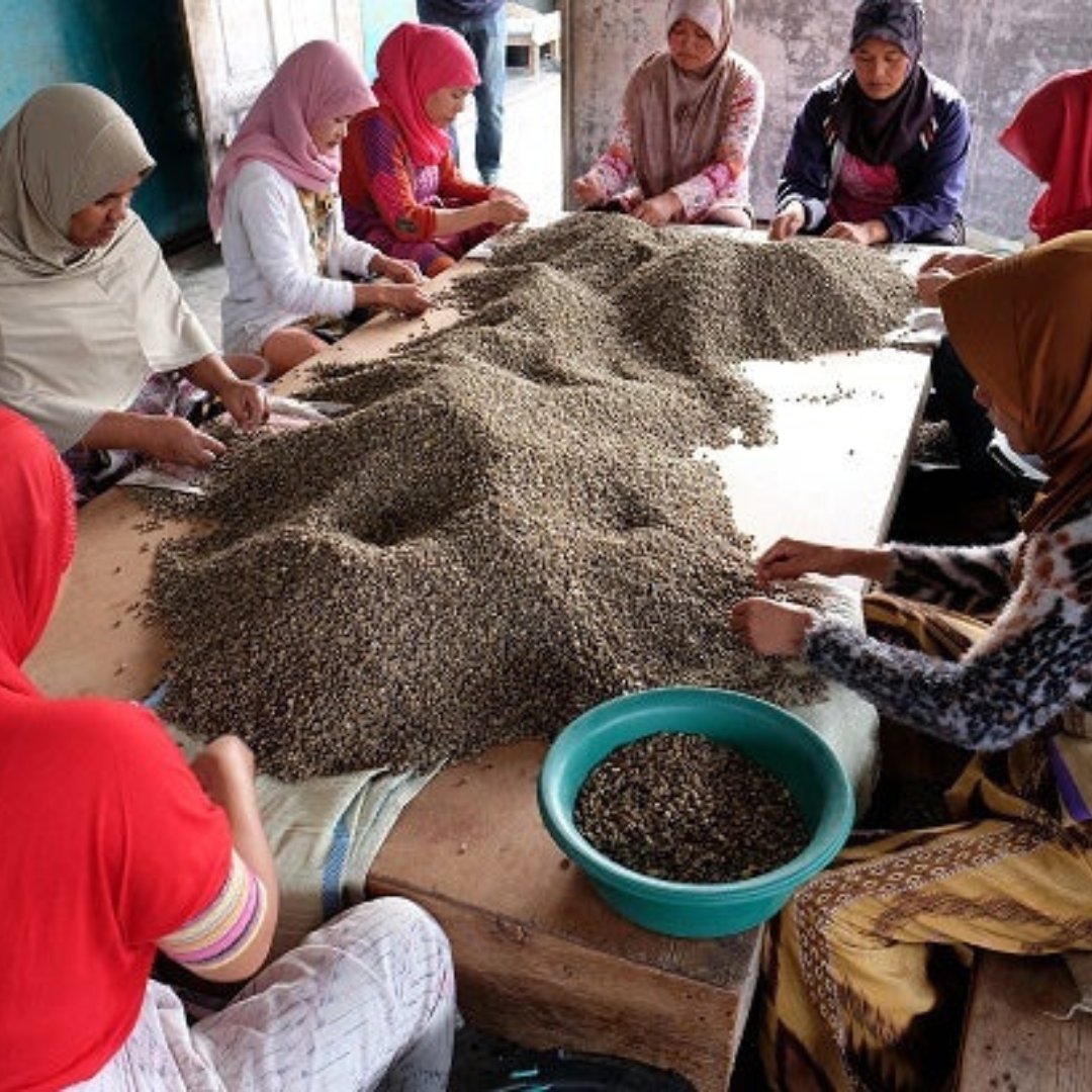 Sumatera Koerintji Barokah Bersama West Kerinchi Natural