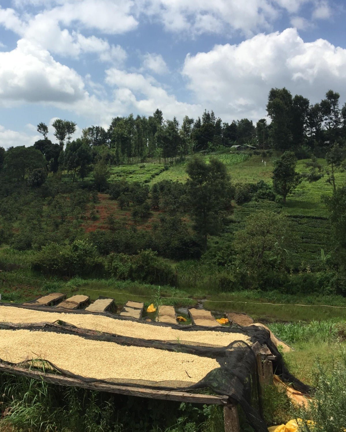 Kenya Kamwangi AA Filter