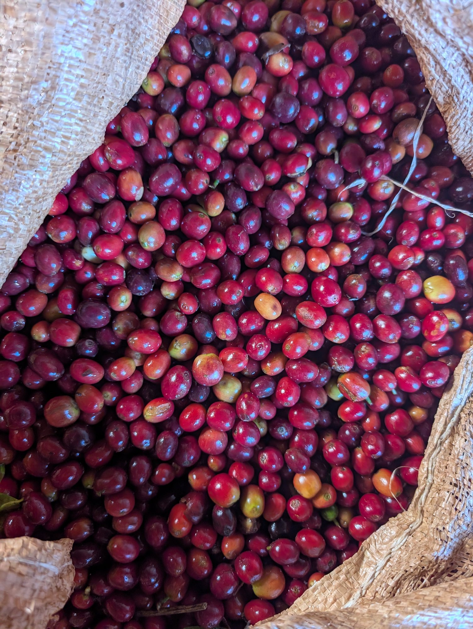 Ethiopia Bette Buna Red Wine