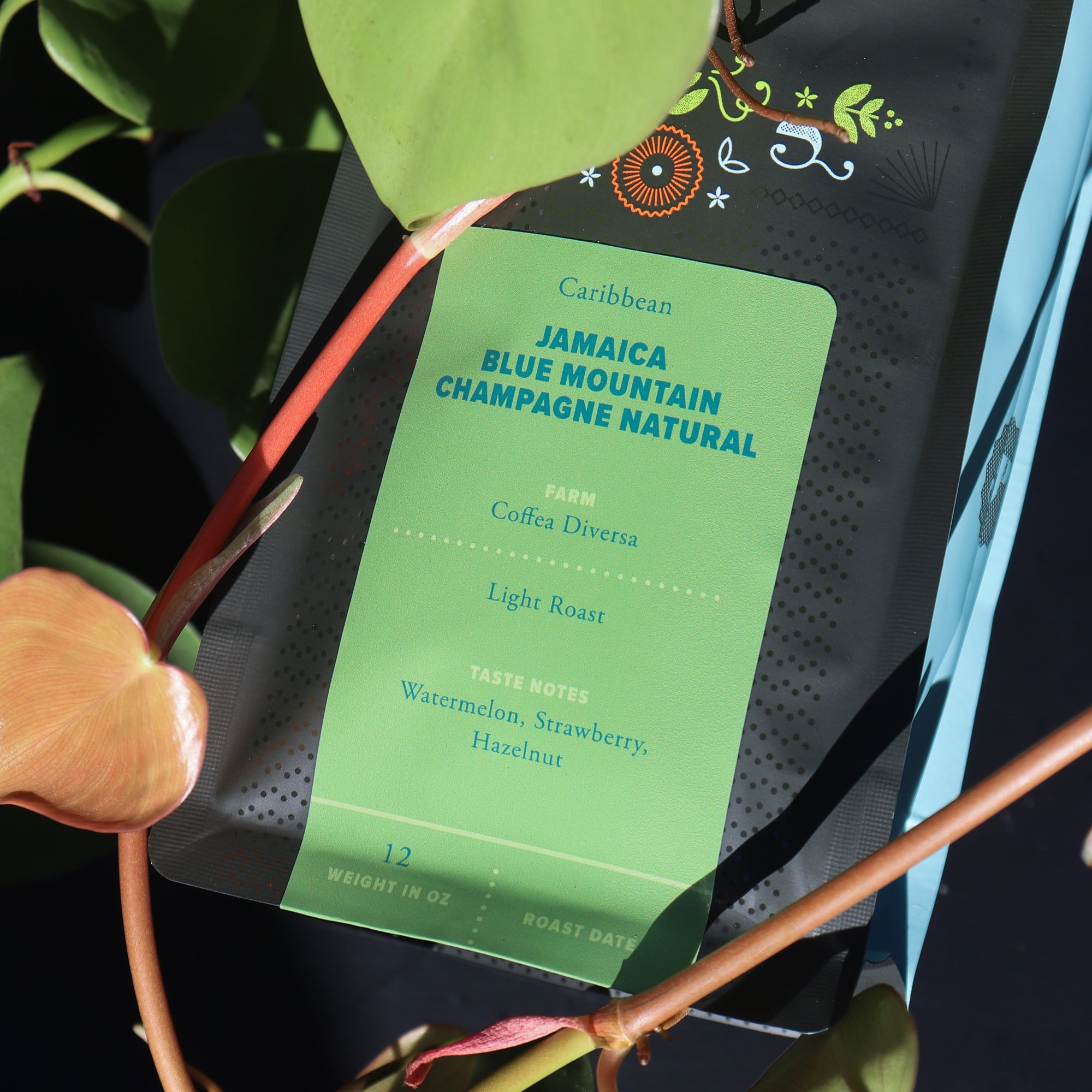 Jamaica Blue Mountain Champagne Natural