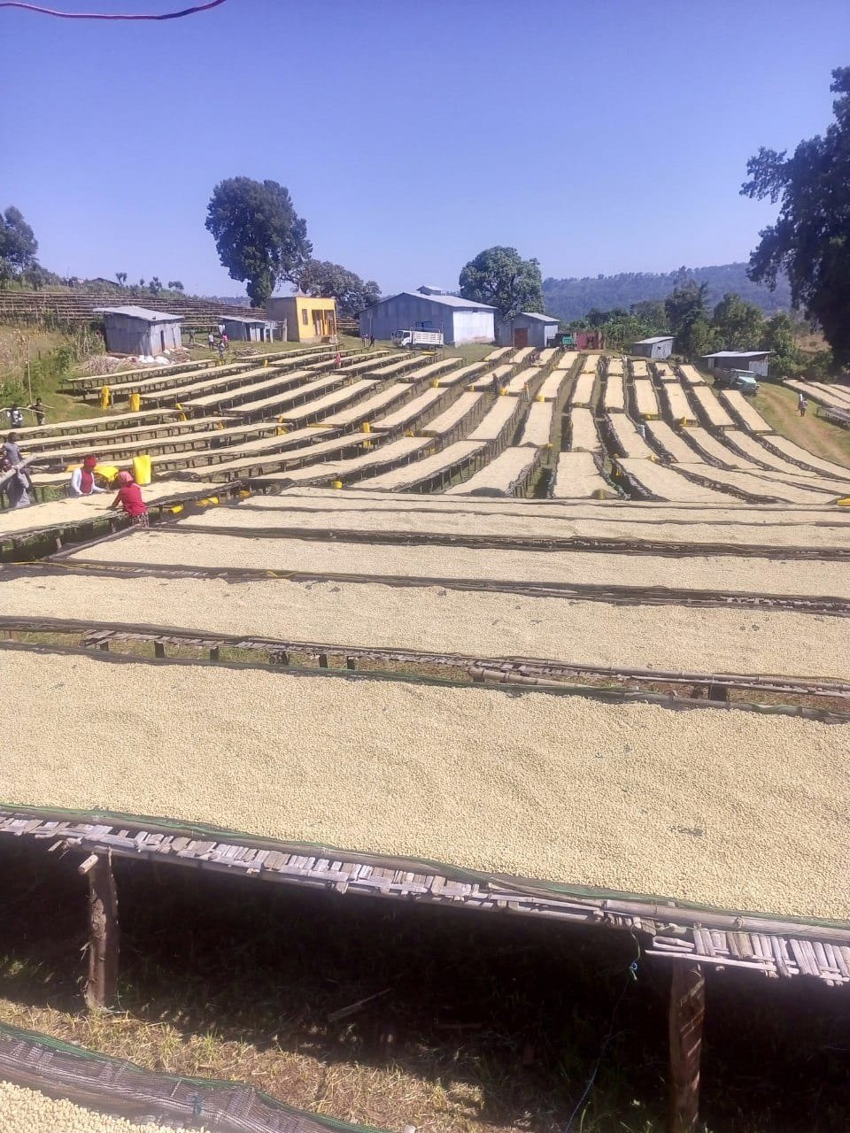 Yabitu Koba (washed), Ethiopia