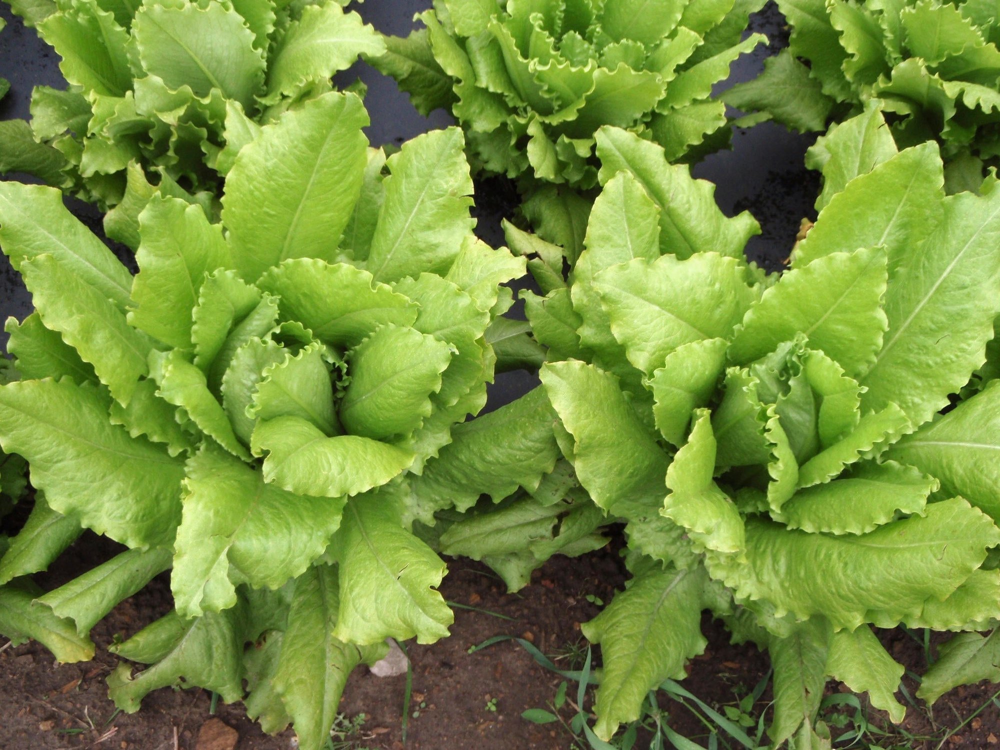 Reinsaat – Pflücksalat „Venezianer“ (Lactuca sativa L. var. crispa)