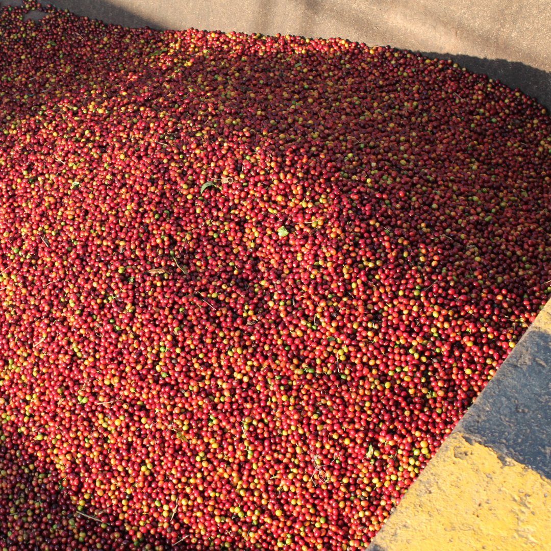 Nicaragua Aida Lilla Zeledon Java Washed CoE 2021