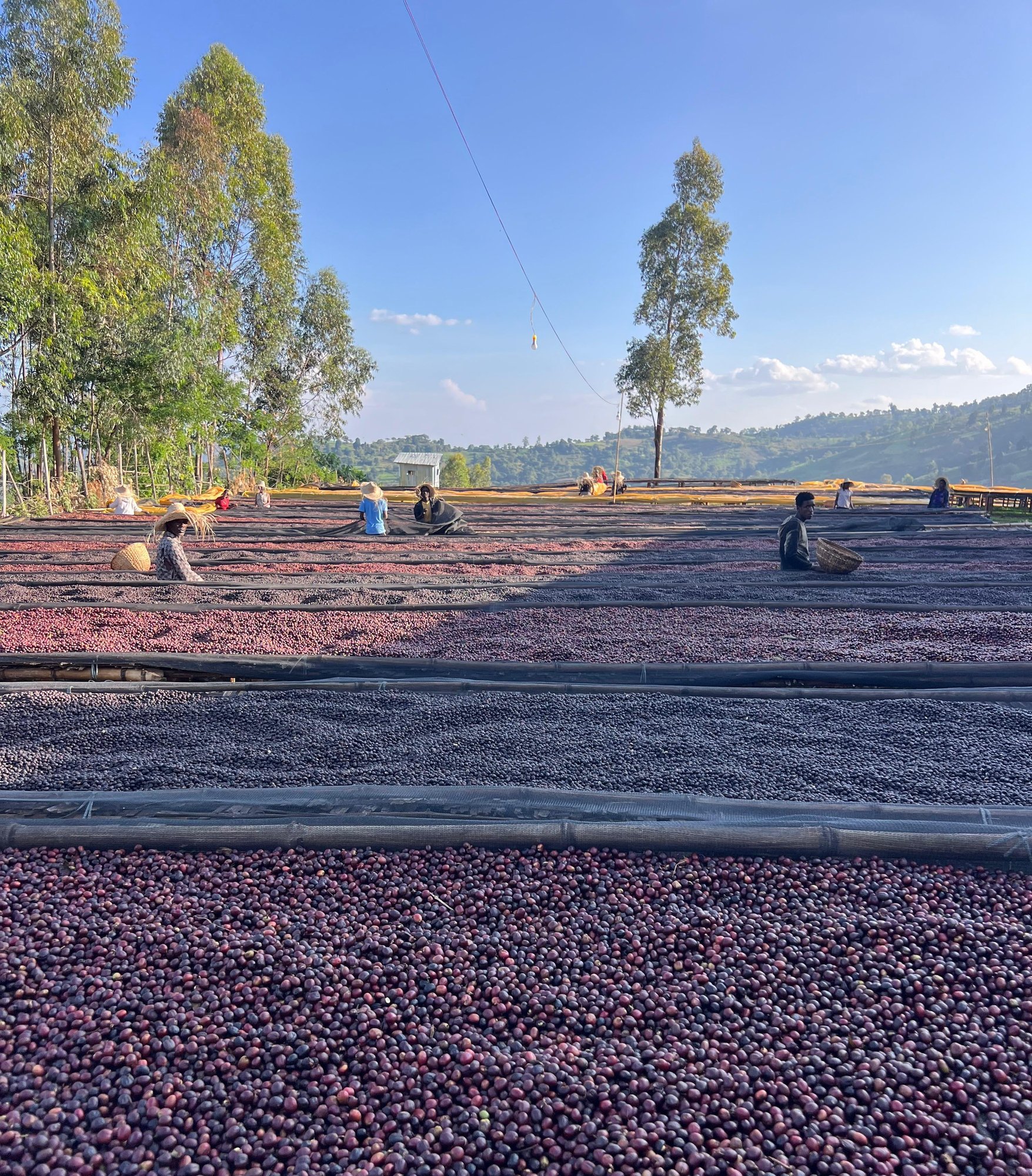 Ethiopia Bette Buna Sundried Natural GREEN