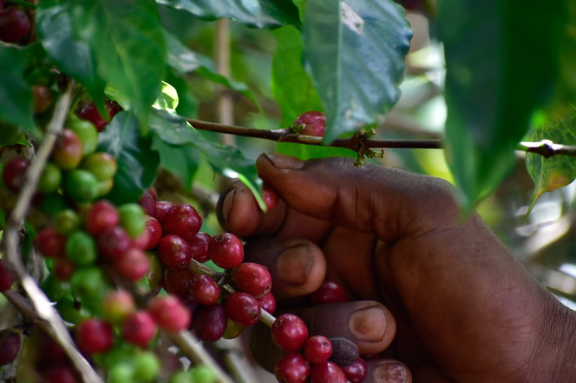 Ethiopia Idido Filter