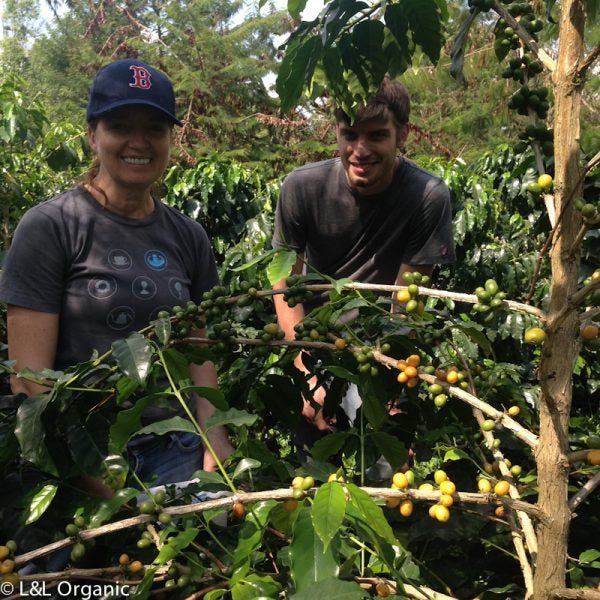 Sumatra Yellow Bourbon - Lisa & Leo's Organic