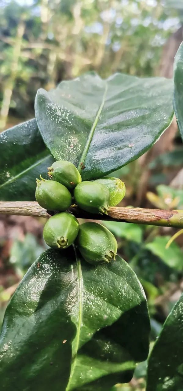 Eugenioides Rey — Coffea Diversa, Costa Rica -FINAL ROAST JAN 16th