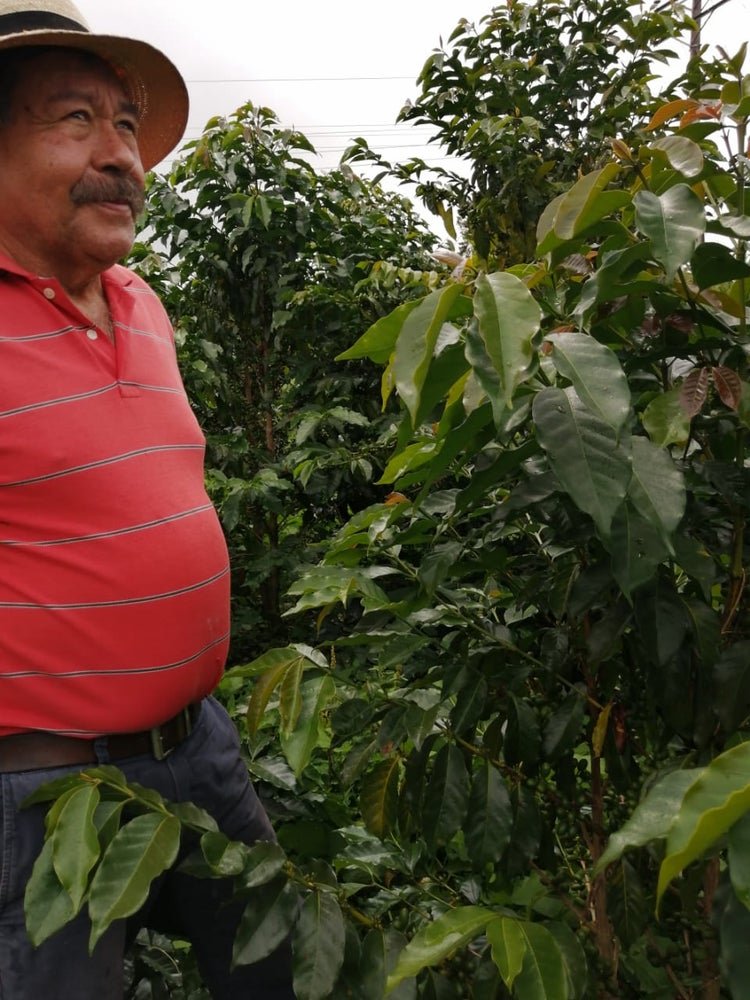 Colombia Finca Las Flores Pink Bourbon Washed ESPRESO