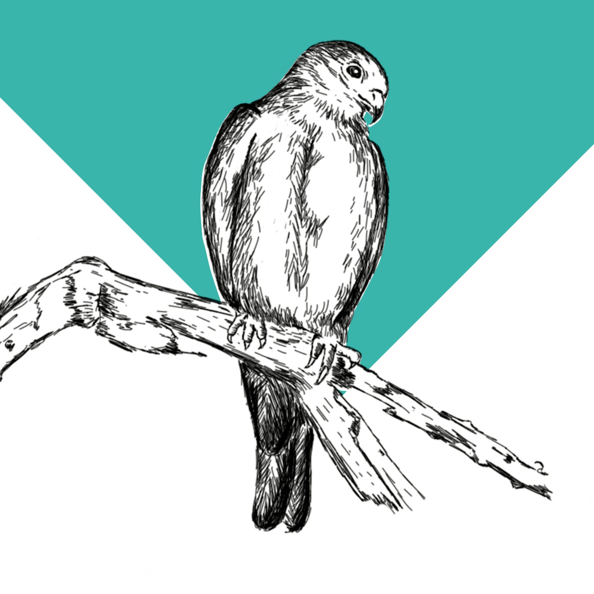 Pearl Kite