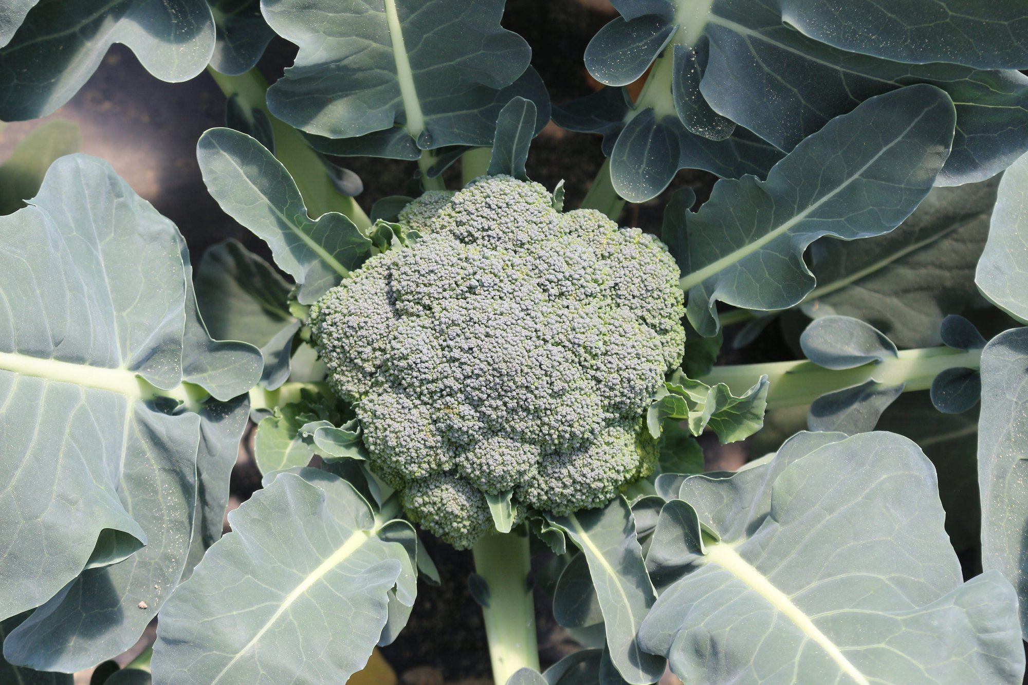 Reinsaat – Broccoli Ramoso calabrese (Brassica oleracea convar. botrytis var. italica)