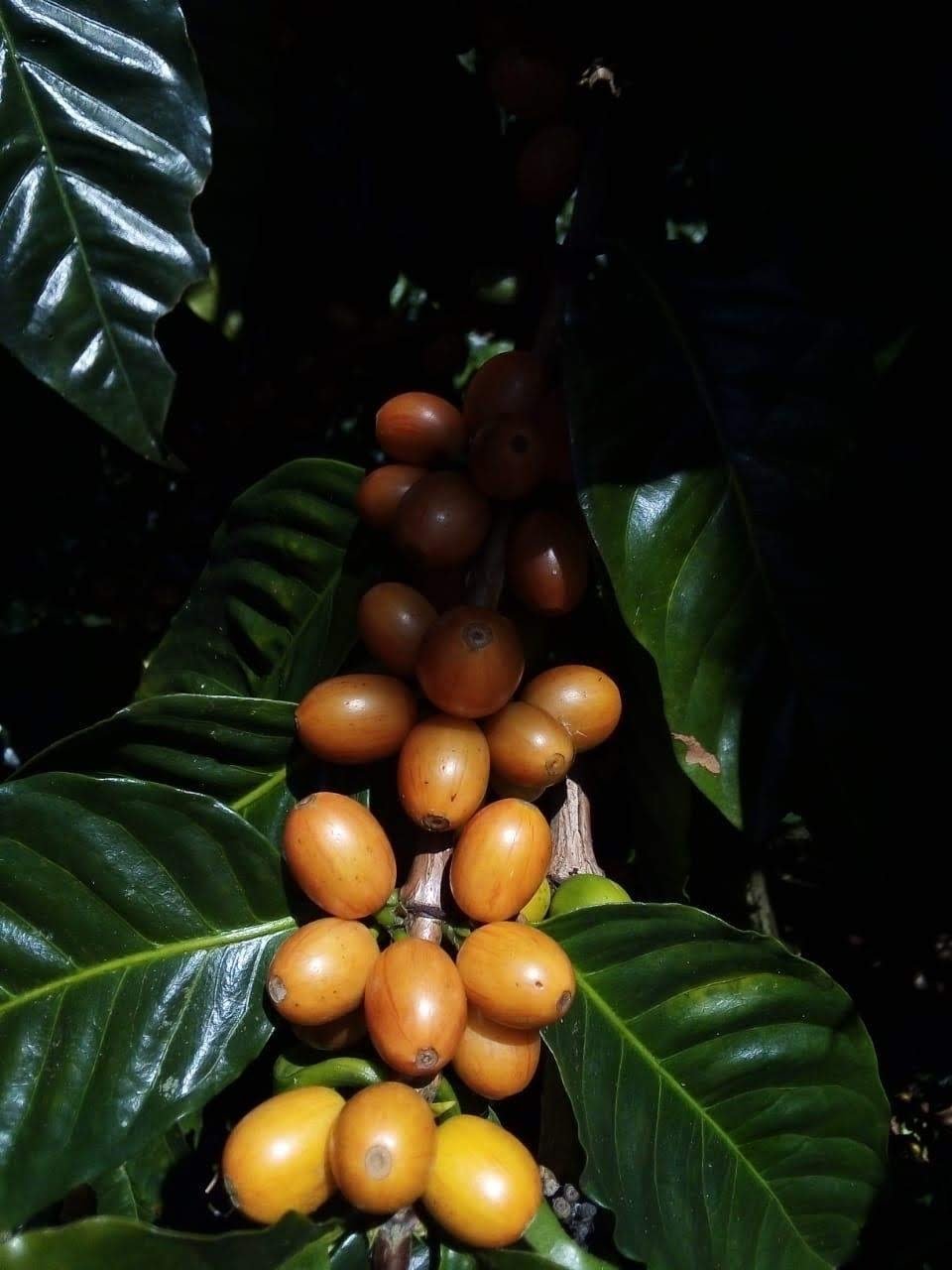 Nicaragua Yellow Pacamara Natural **Next Roast Date: Wednesday, March 22