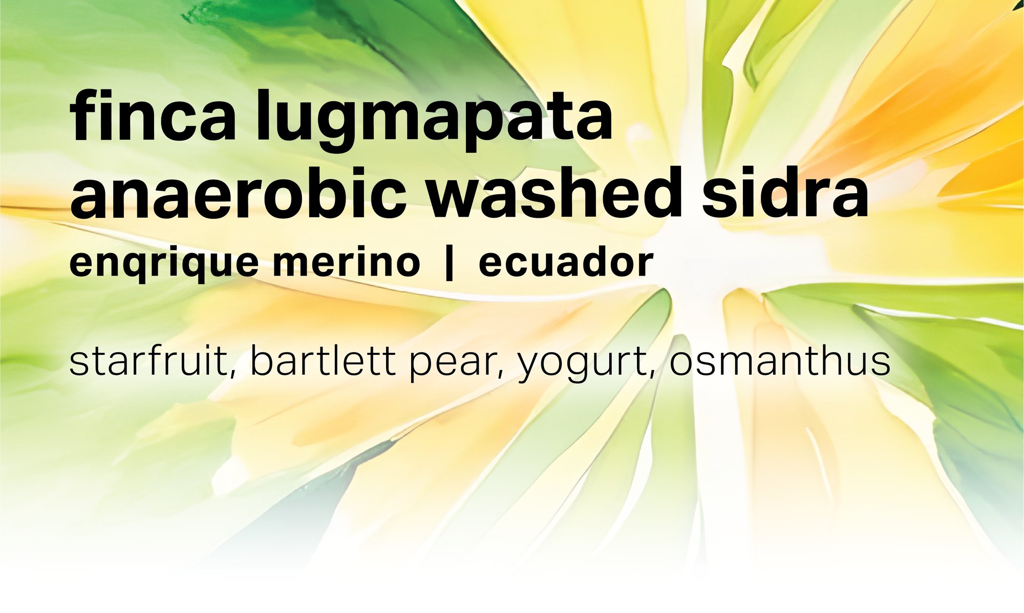 Finca Lugmapata - Anaerobic Washed Sidra - Ecuador