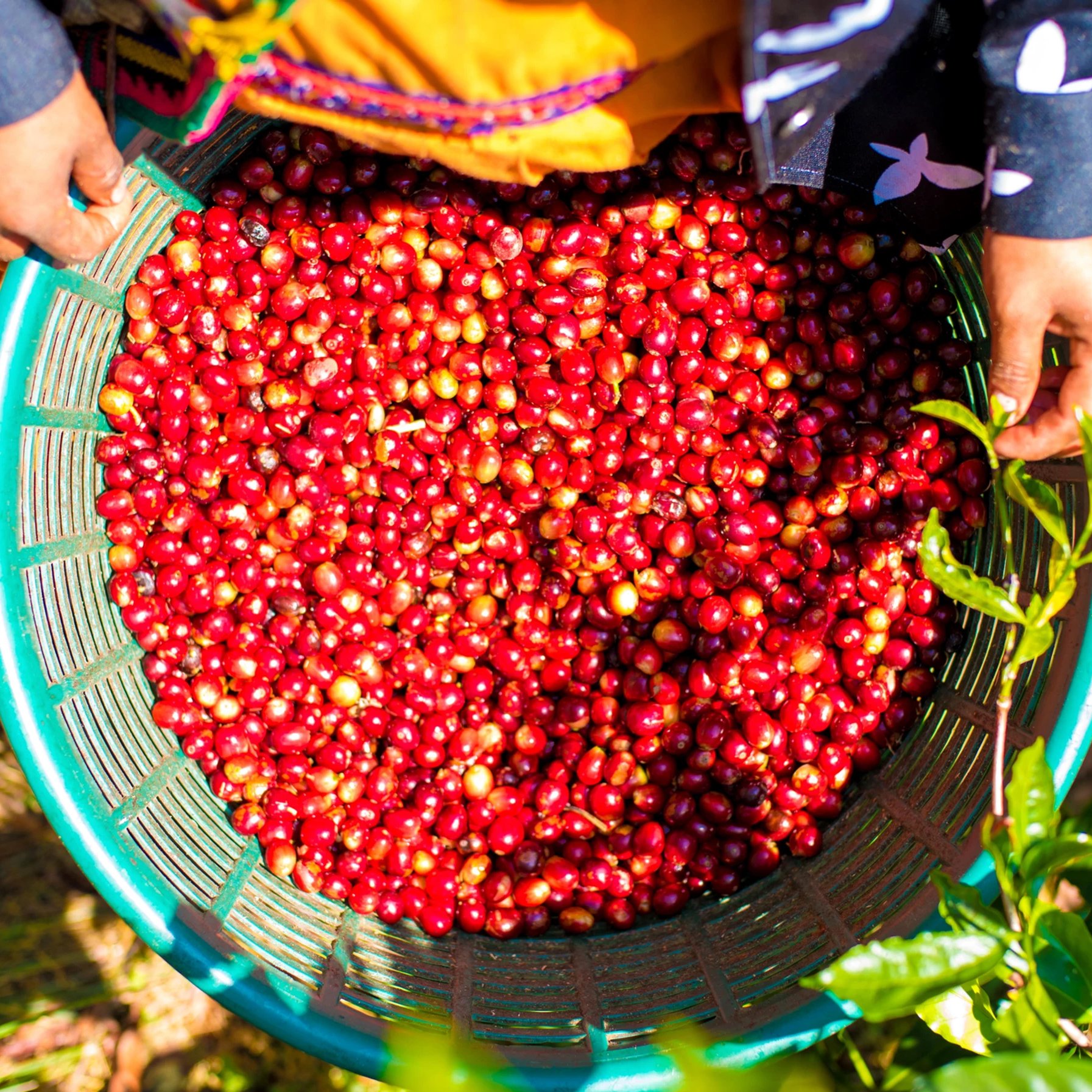 ’Panama Auromar Geisha