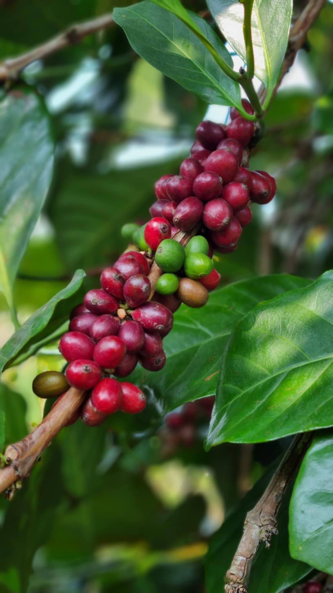 Vietnam Liberica Anaerobic Natural -Project 96b