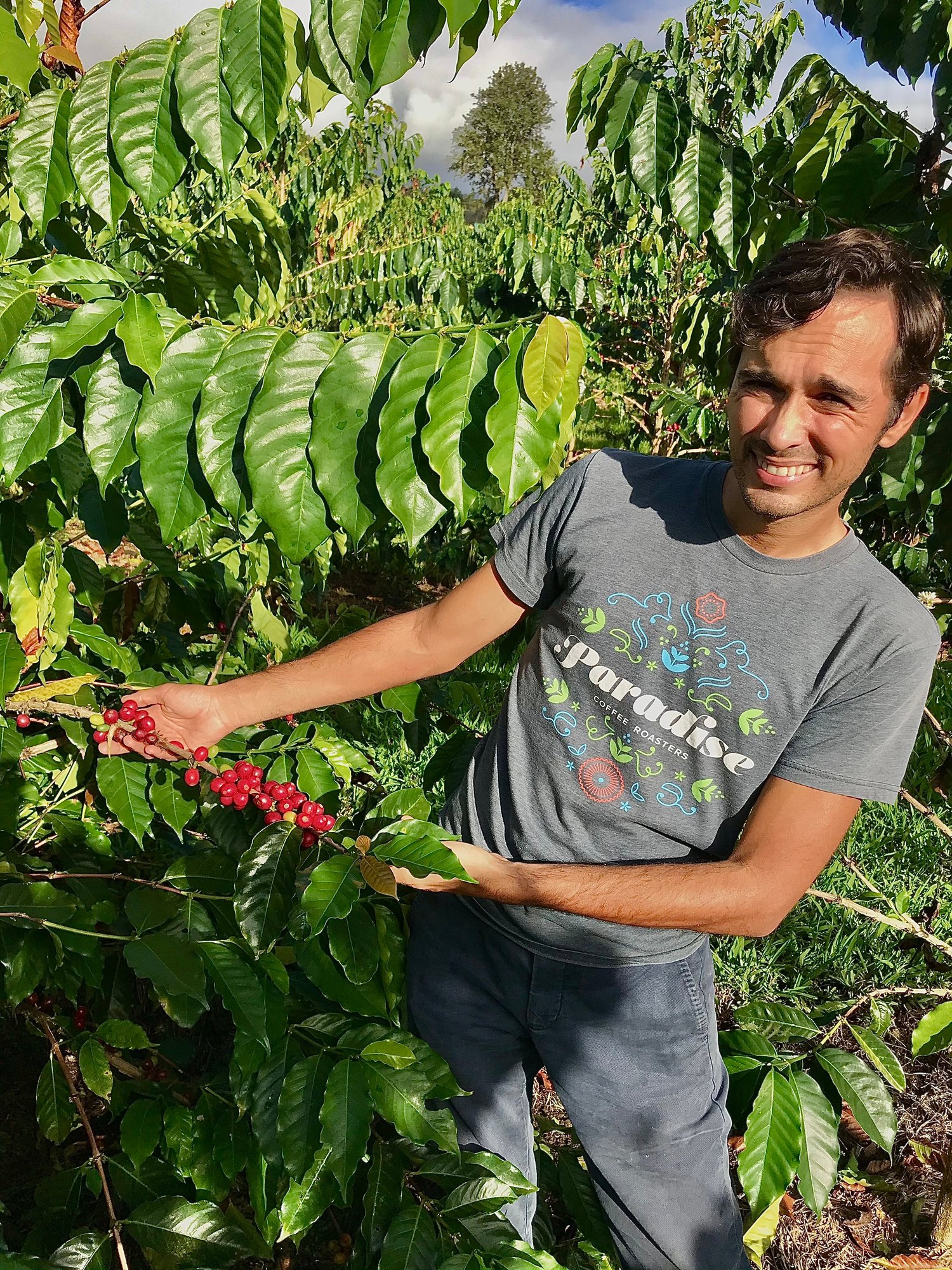 Kona SL34 Champagne Natural - Uluwehi Coffee Farm