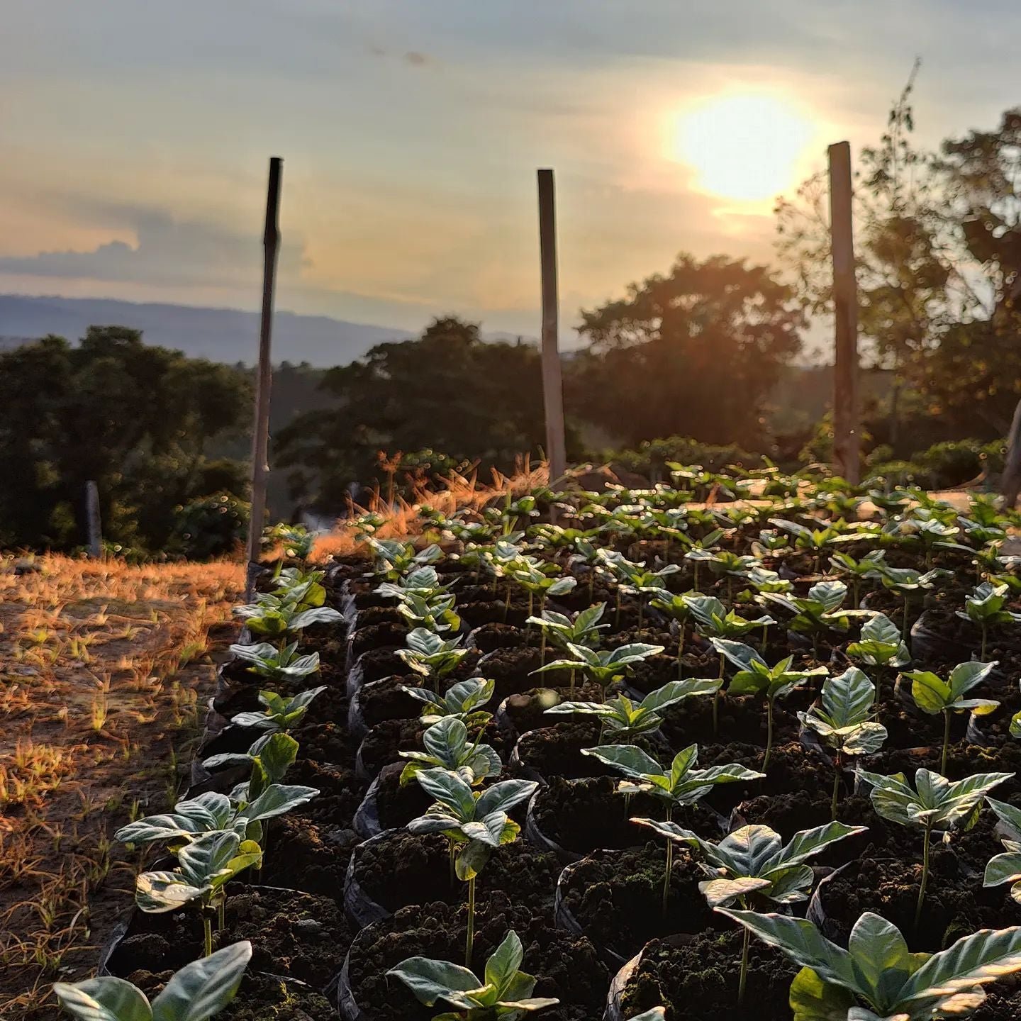 Colombia La Esperanza Lactic Natural FILTER