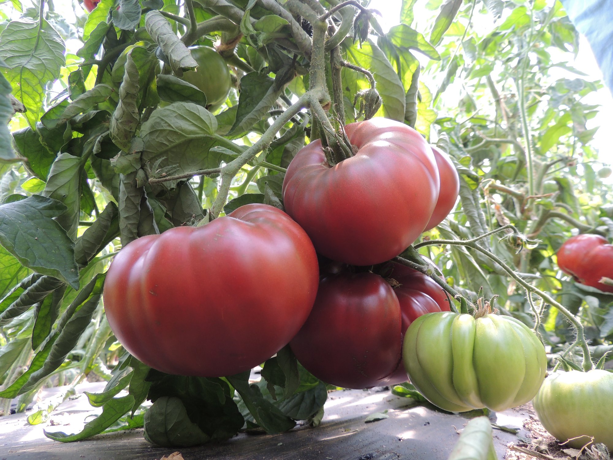 Reinsaat – Tomate Tschernij Prinz (Solanum lycopersicum L.)