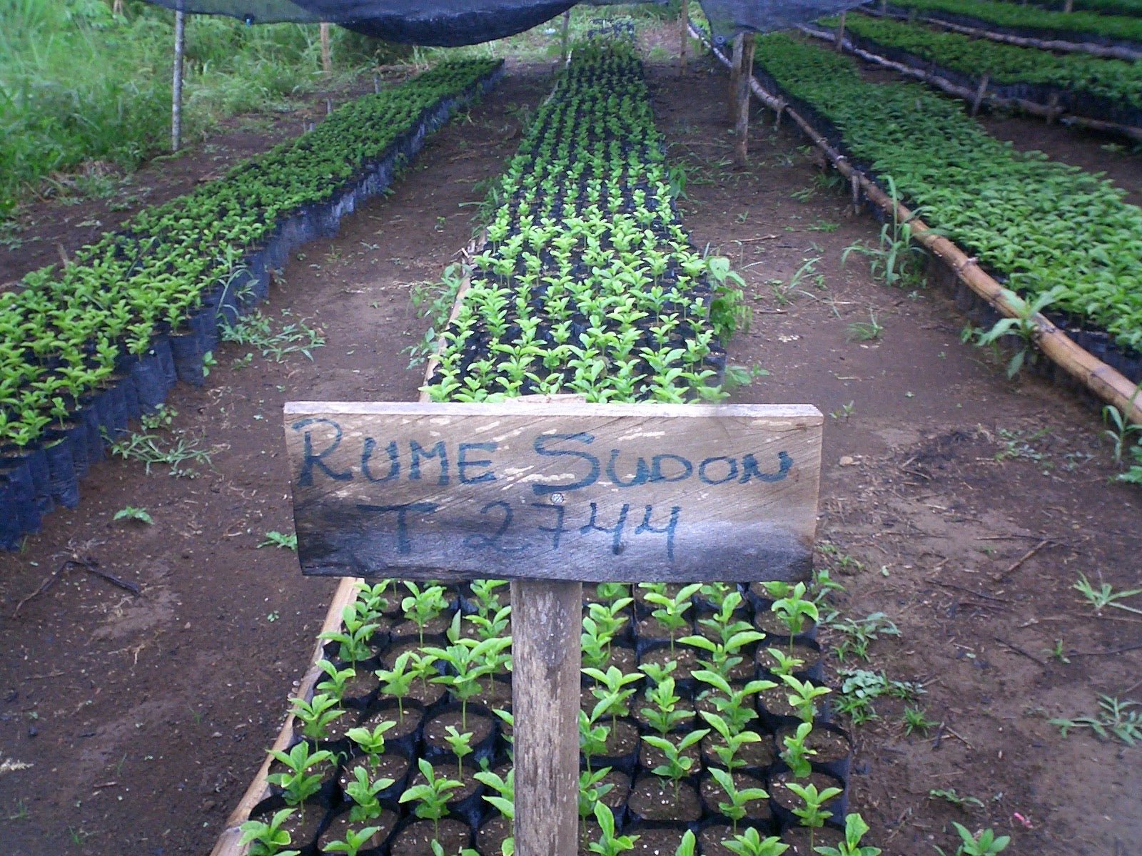 Guatemala Rume Sudan Lactic Natural Light Roast