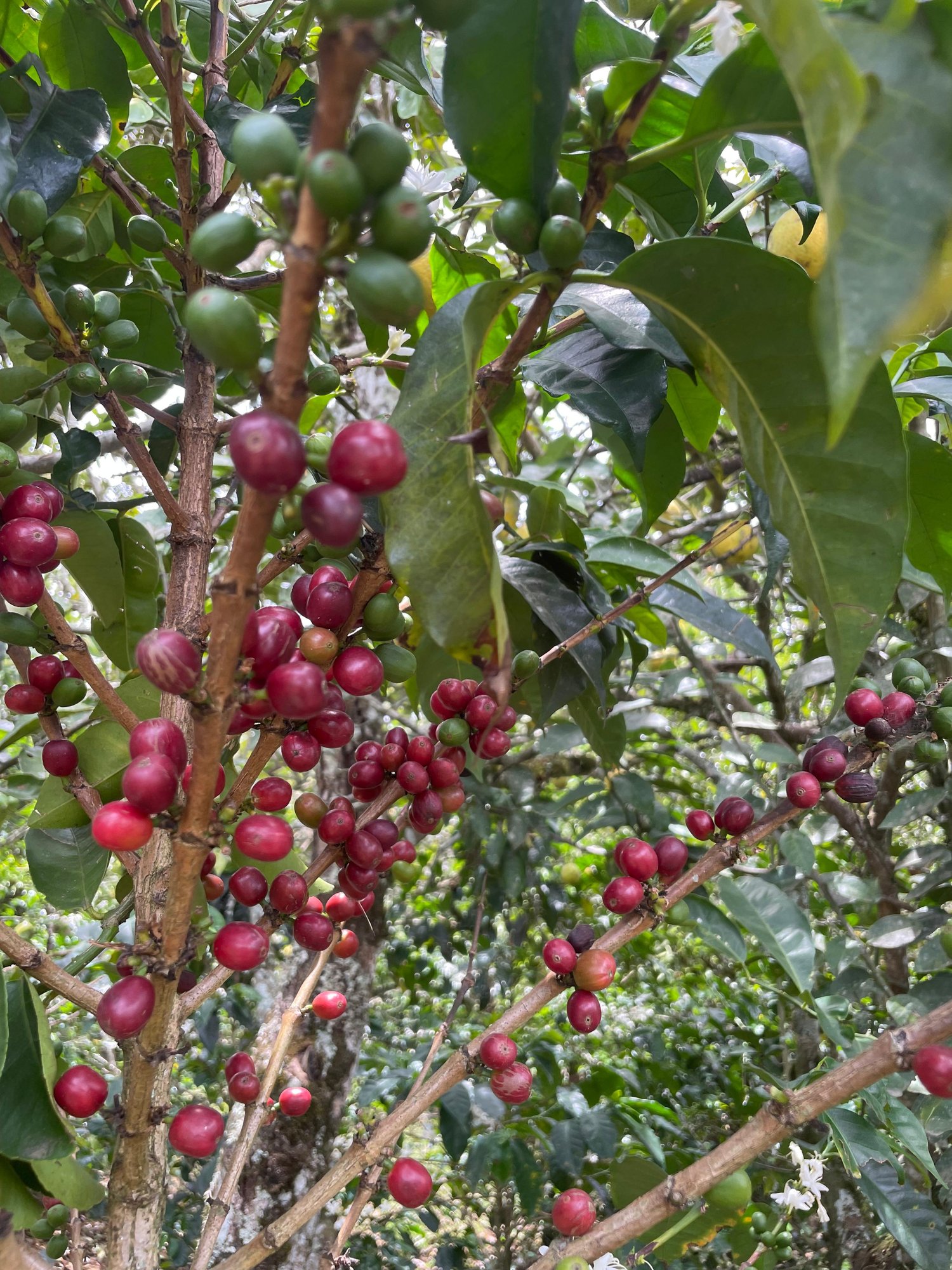 Colombia Villa Aroma Geisha Washed FILTER