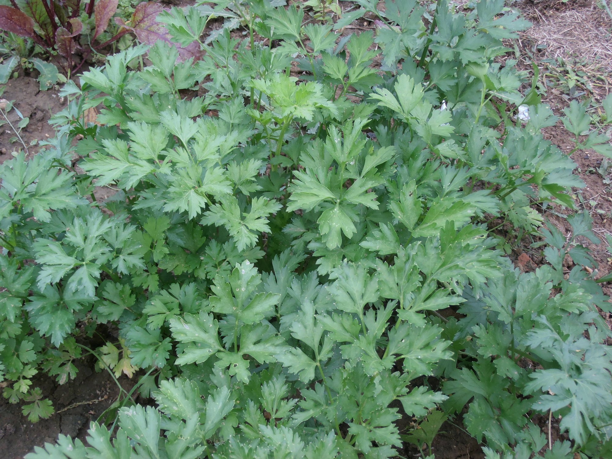 Reinsaat – Petersilie „Gigante d’Italia“ (Petroselinum crispum)