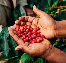PERU FINCA CHURUPAMPA (Beacon Coffee Roasters)