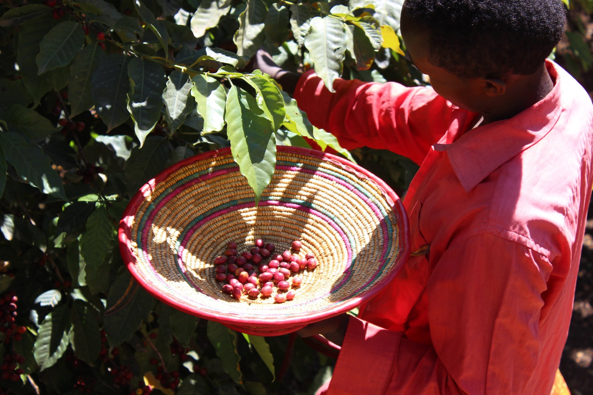 Ethiopia Chelchele Filter