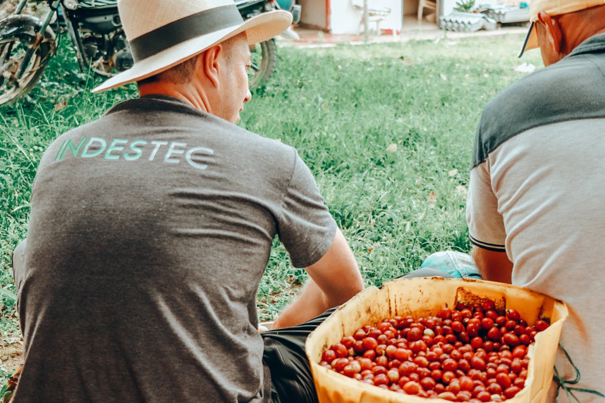 Colombia Finca El Paraiso -Castillo Red Plum