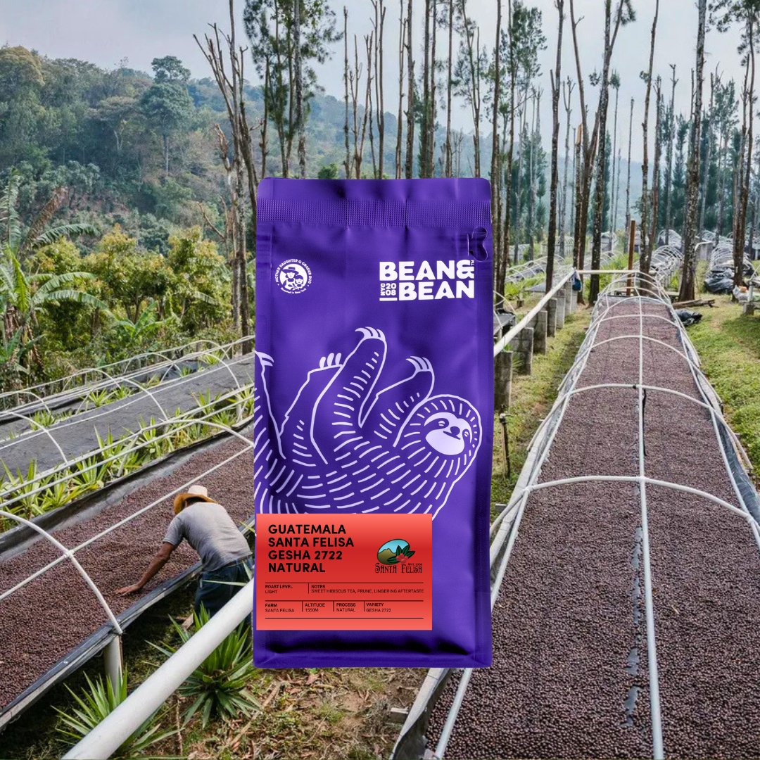 Guatemala Santa Felisa Gesha 2722 Natural