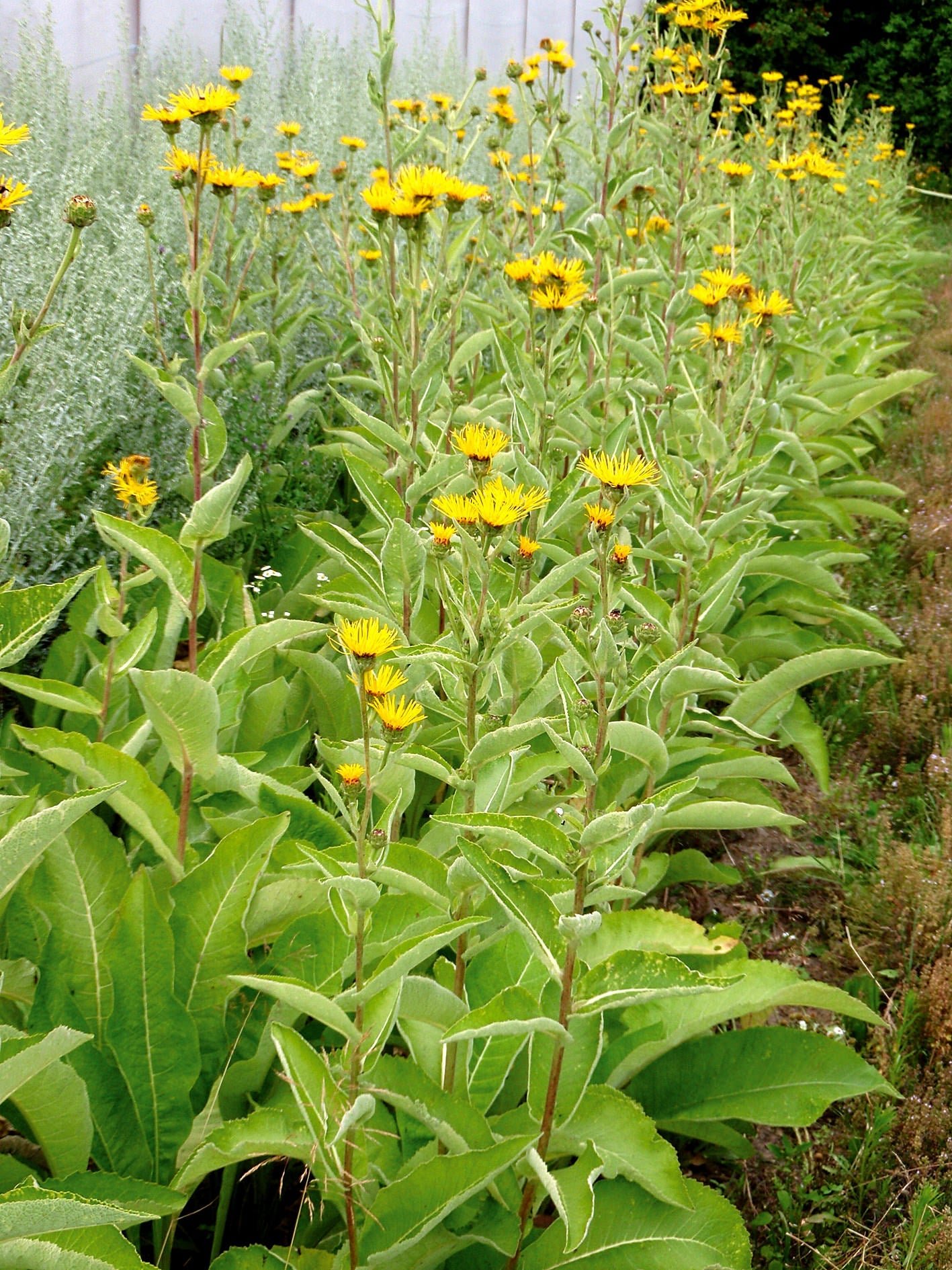 Reinsaat – Alant (Inula helenium)