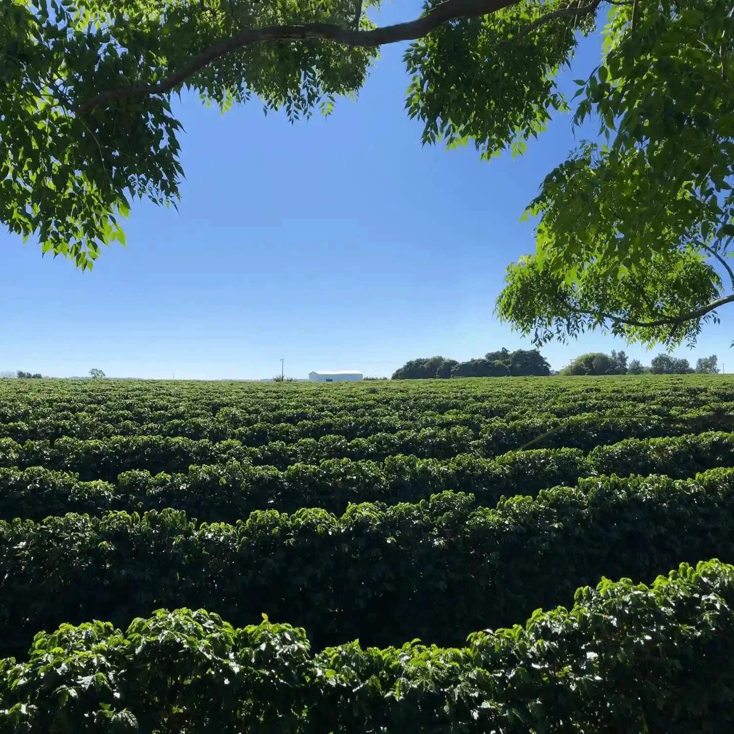 Brazil Fazenda Chapadão
