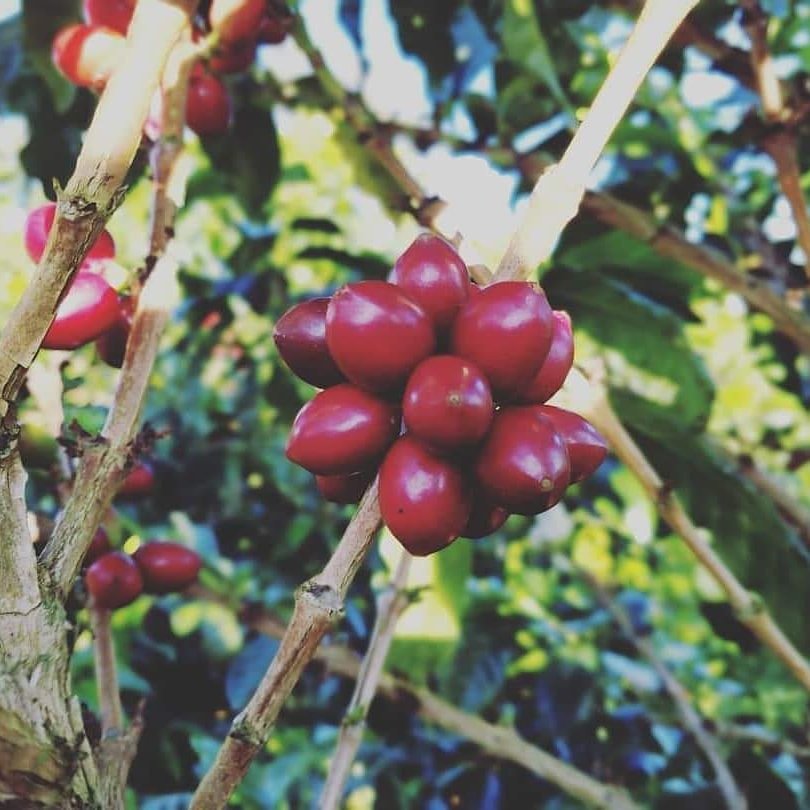 Colombia Granja Paraíso-92- Papayo Kōji **Next Roast Date: Wednesday, March 22