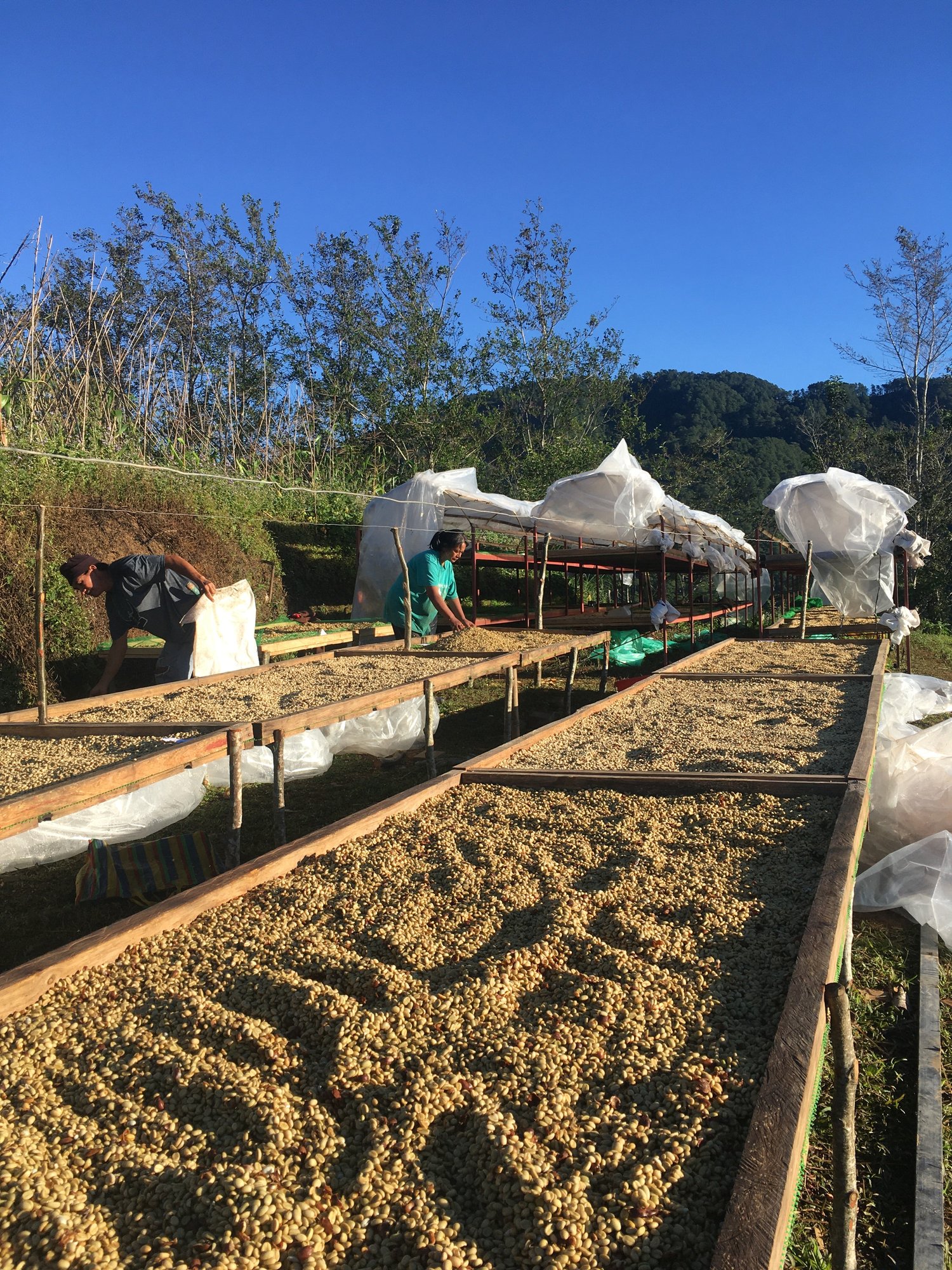 Philippines Sitio Kisbong Washed