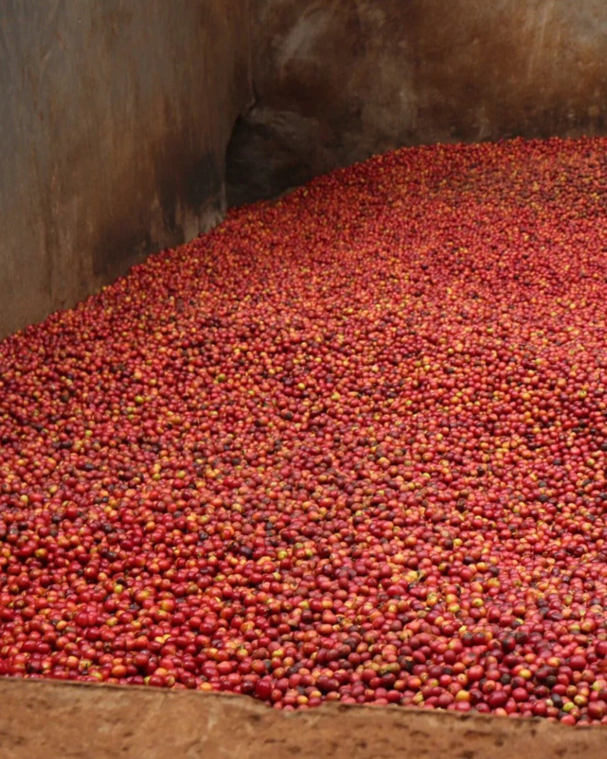 Kenya Kathangariri AA Filter