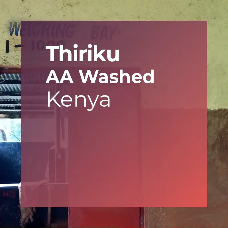THIRIKU, AA Washed