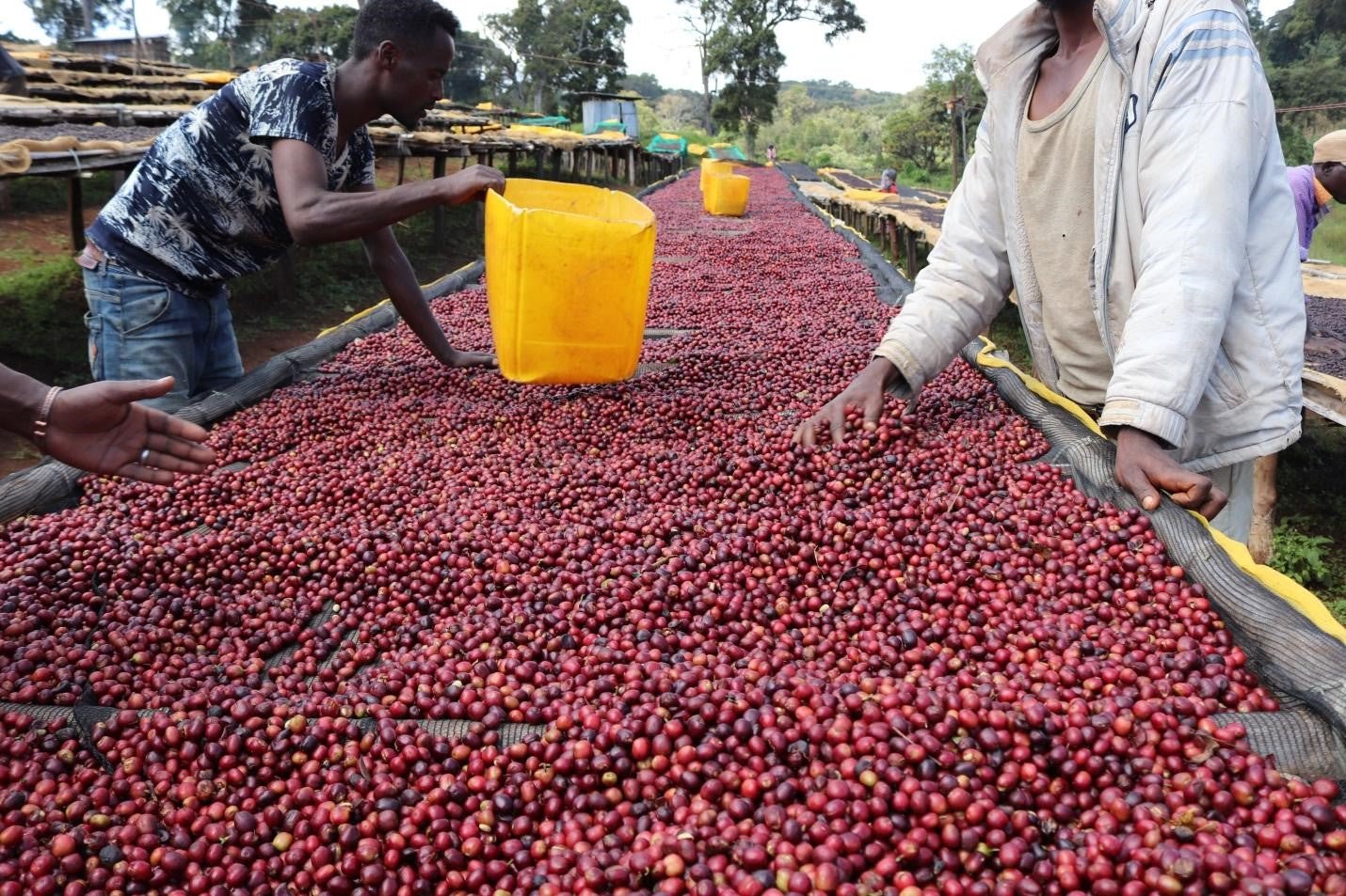 Ethiopia Yirgacheffe Danche Natural ESPRESSO