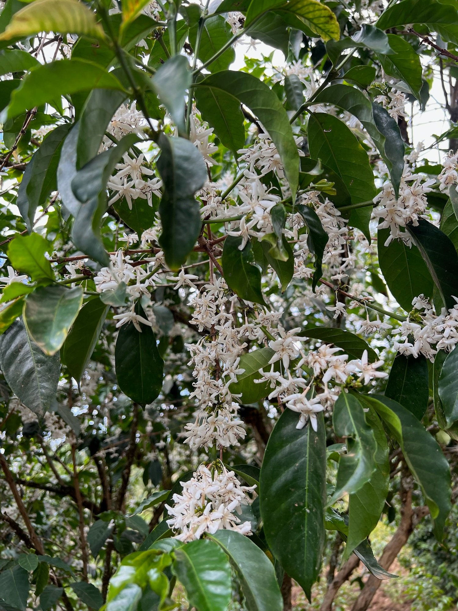 Ethiopia Bette Buna Thermal Shock