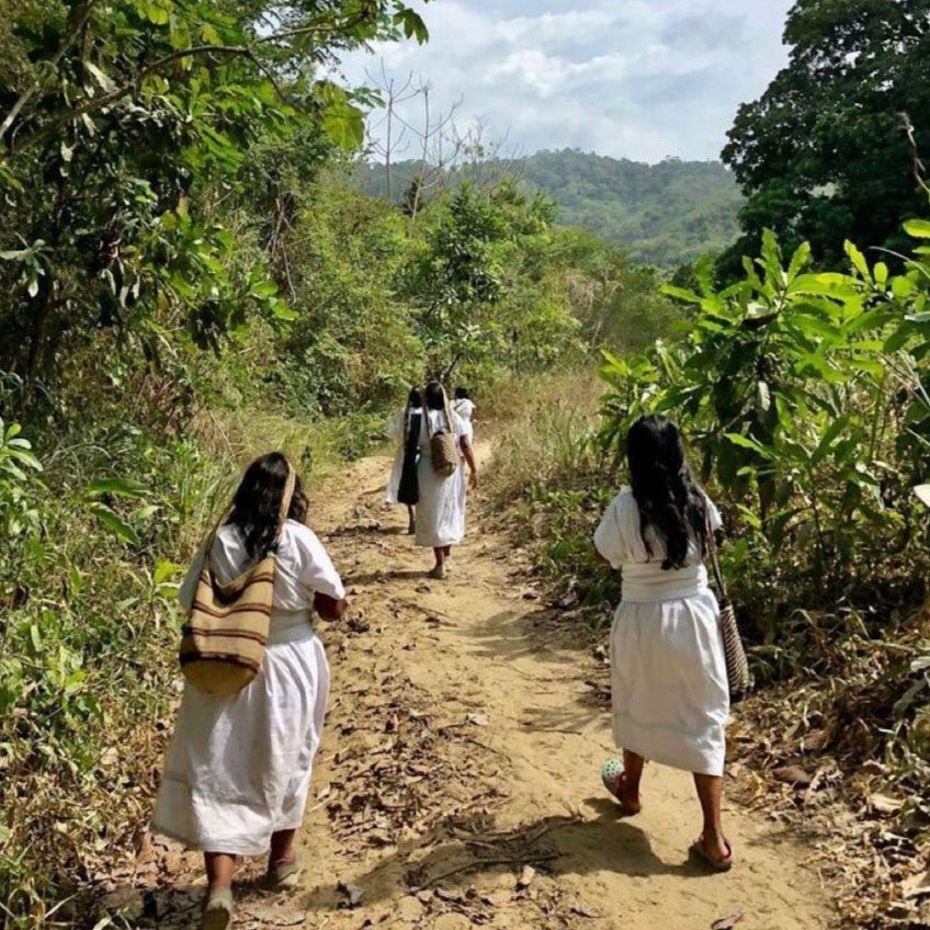 ’Colombia Sierra Nevada【Gesha】