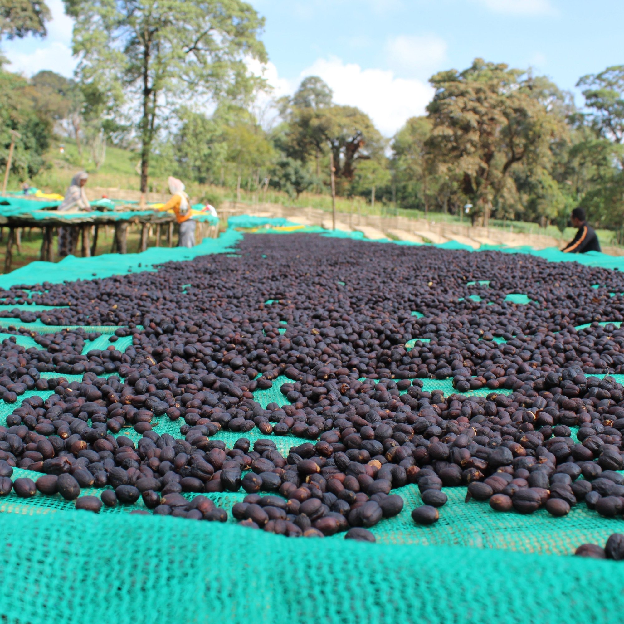 ’Ethiopai Uraga Raro【Fermented Natural】